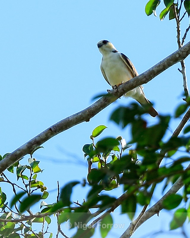 Pearl Kite perched high in a tree, Palmar Sur, Costa Rica - Pearl Kite