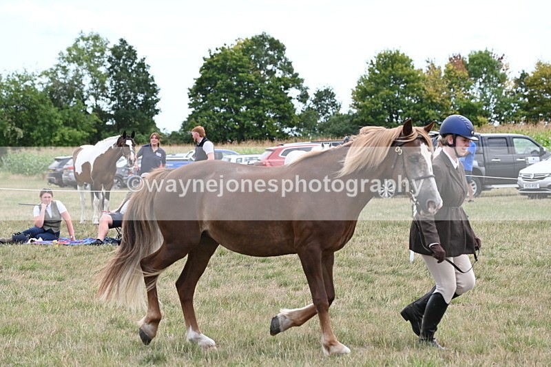 WJ6_6163 - Class 19 In-hand Veterans (Uploaded correct folder)