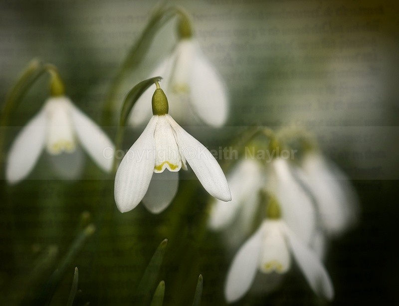 Churchyard Snowdrops - Latest Work