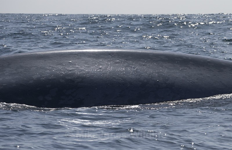 Blue Whale fluking, Pico Island, Azores - WHALES & DOLPHINS ( PICO, AZORES MAY 2013 & 2014 )