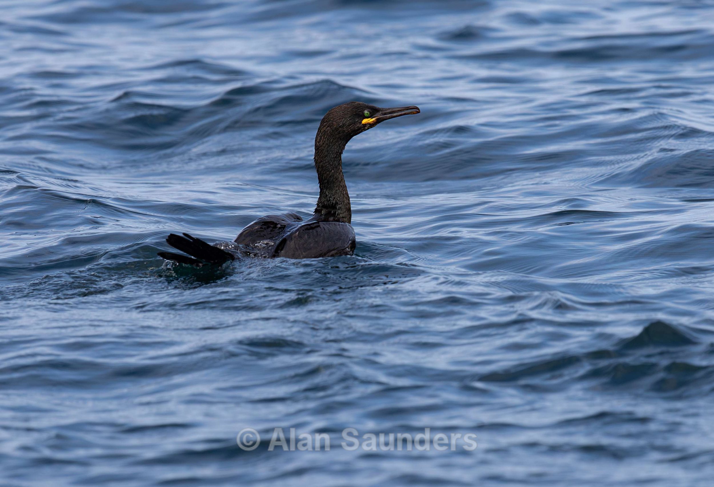 European Shag 5 (Gulosus aristotelis)