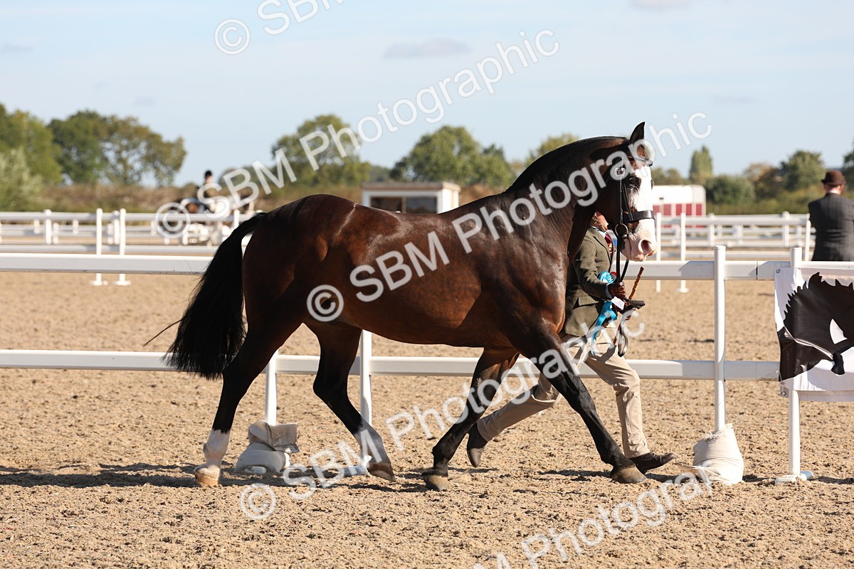 SBM_11773 - Class 204 - Young Handler 11 to 16 years