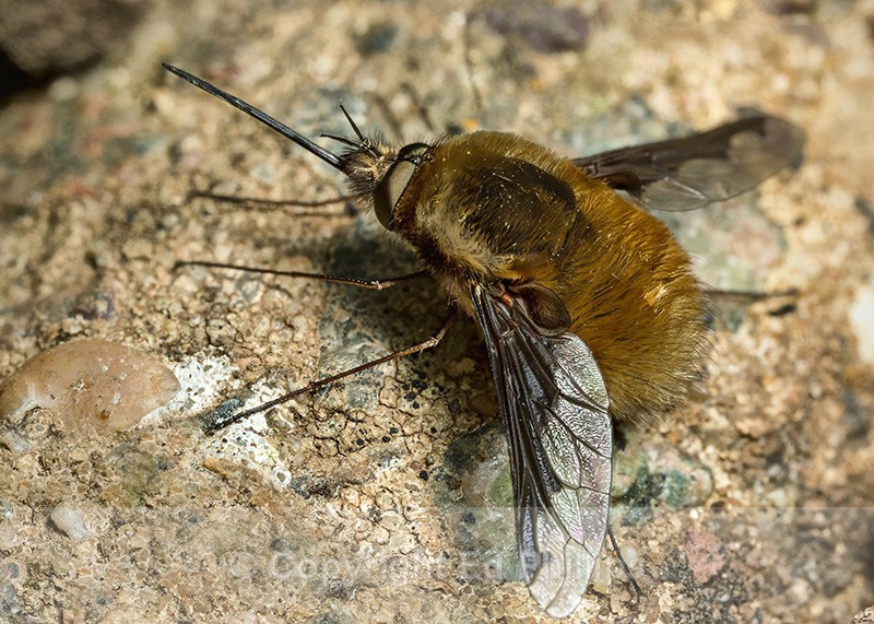 Bombylius major - Bombylius major