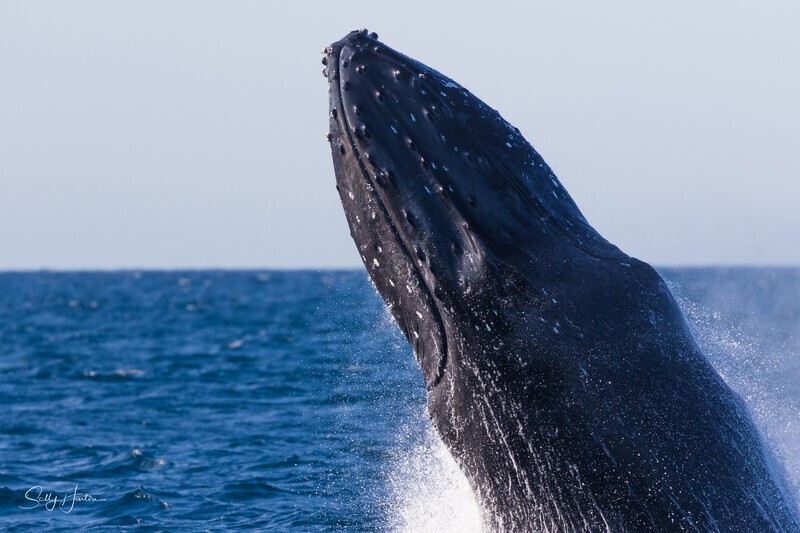 0A3A5267. Rocket 1 - 2023 Whale Photos