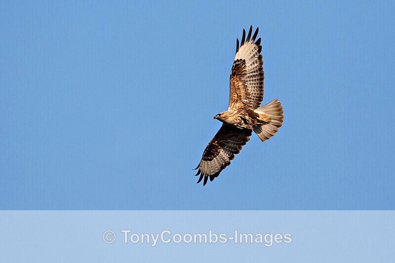 Long-legged Buzzard - Sinoe - Constanta