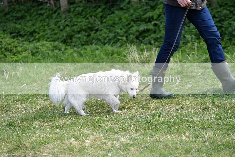 WJ5_0753 - Best in Show Championship