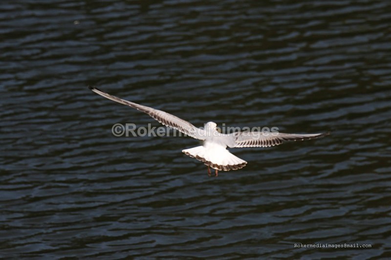 IMG_0904 - Wildlife