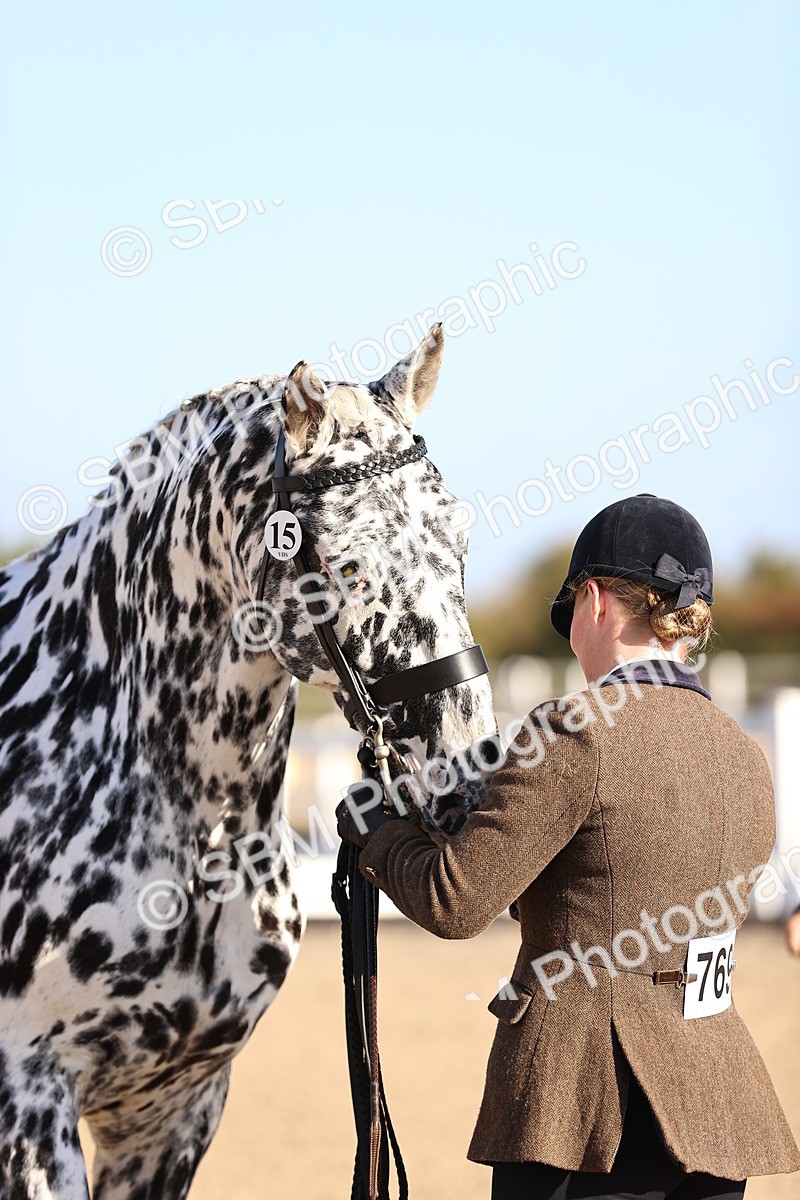 SBM_08374 - Class 401 - IH Veteran Horse