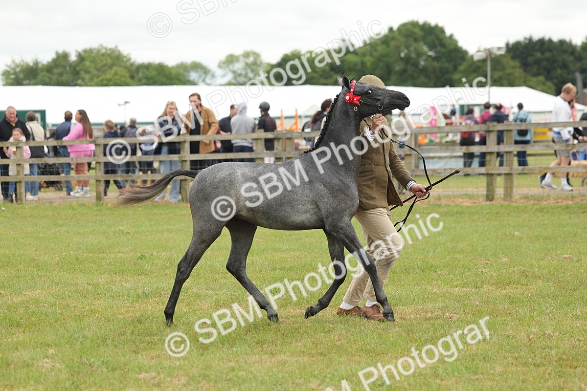 SBM_05362 - Class 68-73 - Riding Pony Breeding