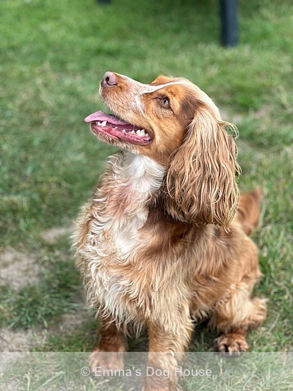  - Pawtraits