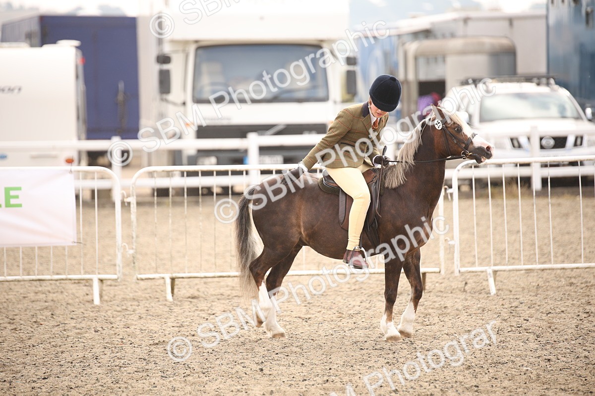 SBM_11697 - Class 404b Junior Working Veteran- 40cm(20+)