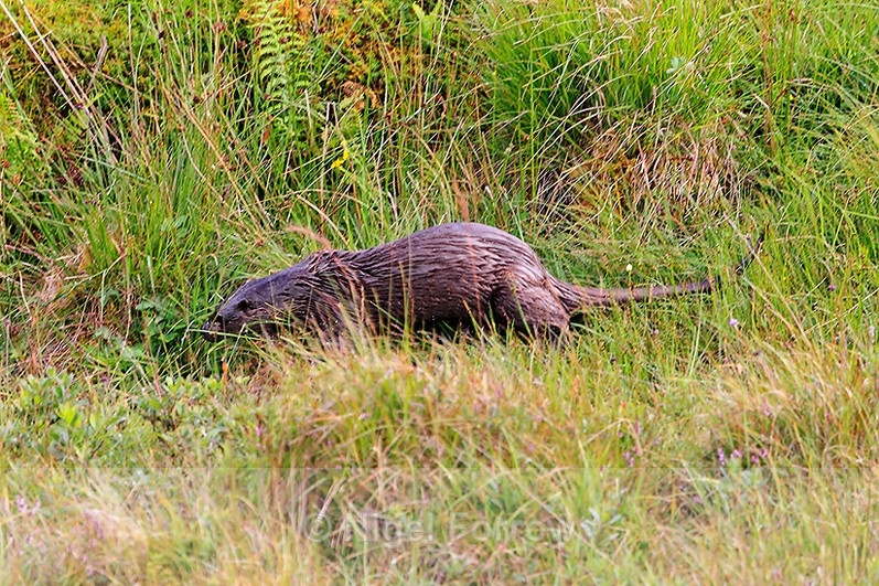 Eurasian Otter running in grass on the Ardnamurchan Peninsula - Otter