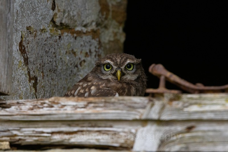 Little Owl in window   Ref 8898 - Latest images