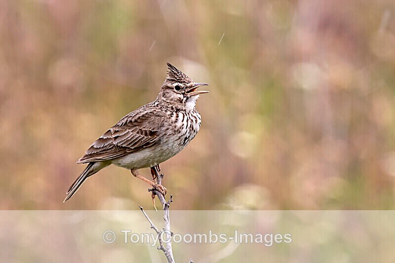 Crested Lark - Macin National Park