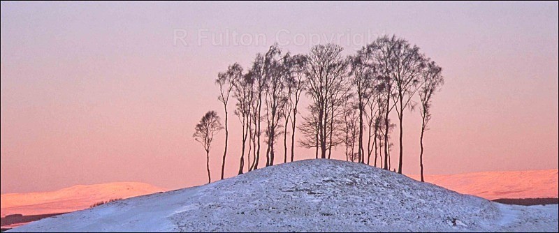 Winter Treeline - Landscapes