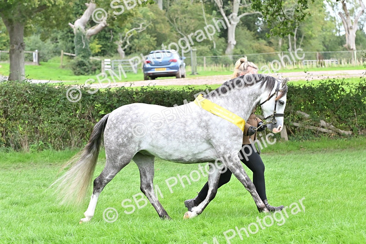 SBM_64991 - In Hand Pony & Younstock Supreme Championship