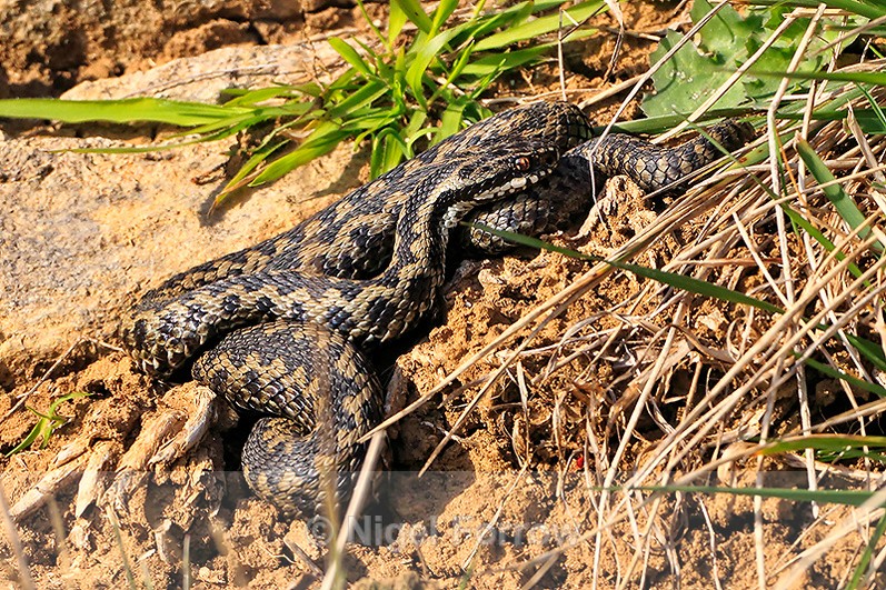 Adder basking in the sun above the entrance to the Caves - REPTILES & AMPHIBIANS