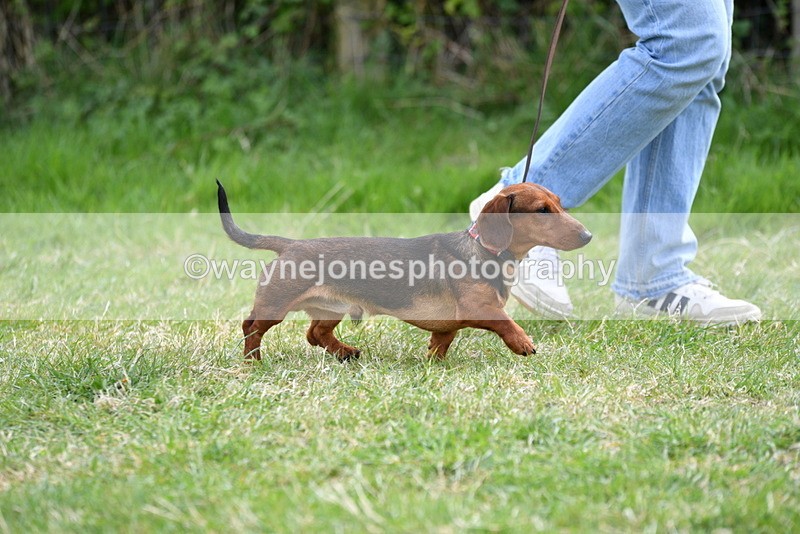 WJ5_9554 - Class 3 Most Handsome Dog