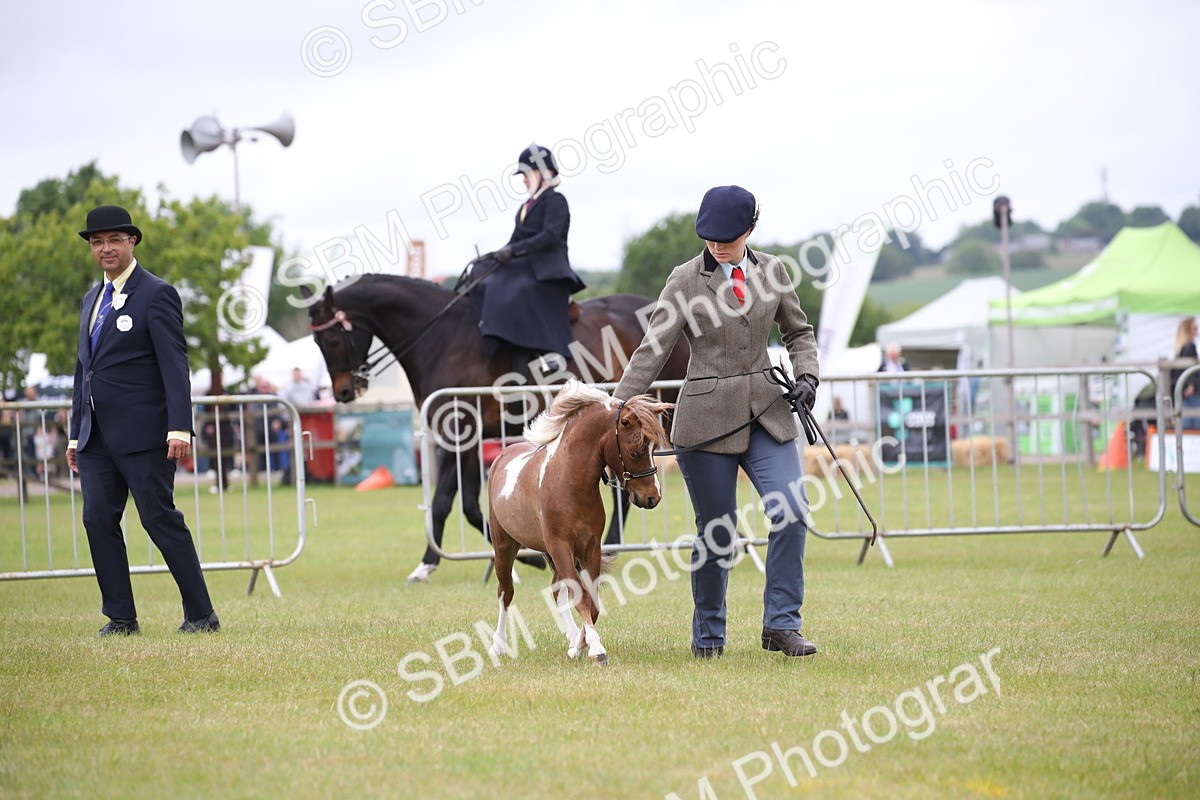 SBM_03502 - Class 23-25 - British Miniature Horse of the Year
