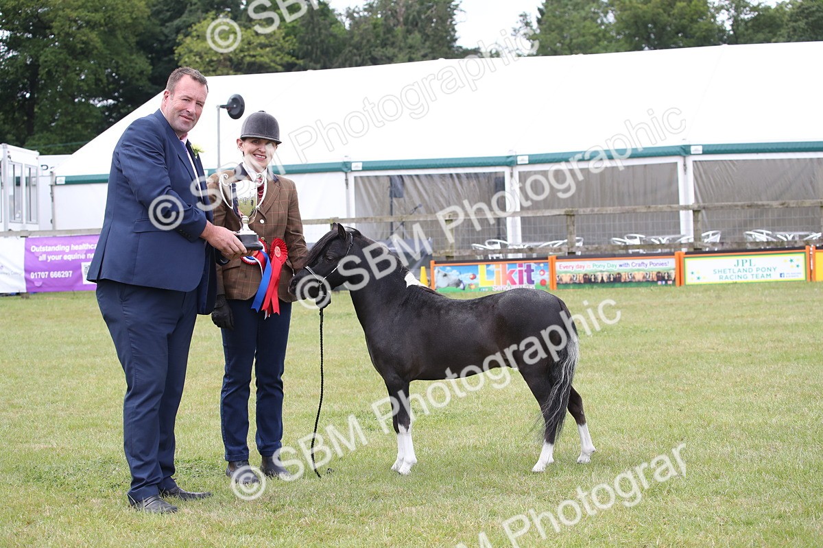 SBM_03559 - Class 23-25 - British Miniature Horse of the Year