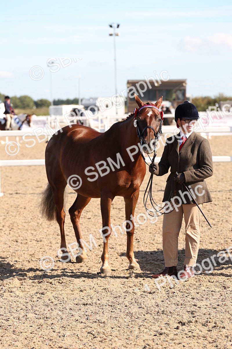 SBM_12847 - Class 205 - IH Show Pony - Show Hunter Pony