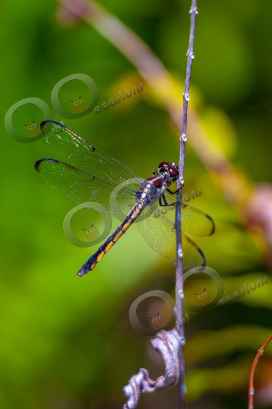 dragonfly-2 - Insects from around the world