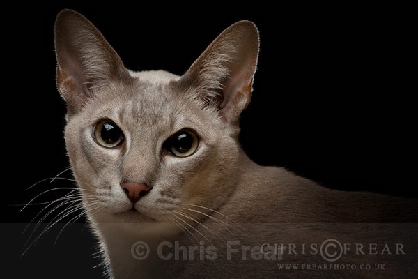 Portrait of a Cat - Cats