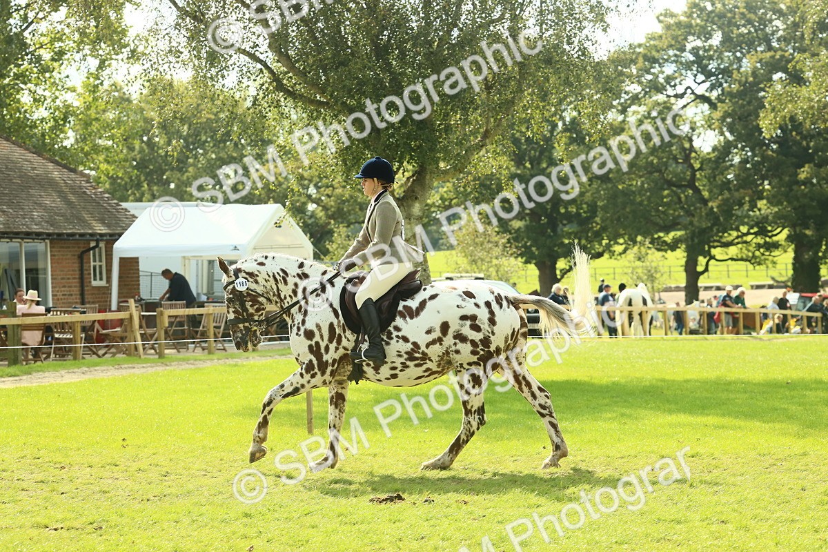 SBM_62478 - S62 - Foreign Breeds Ridden