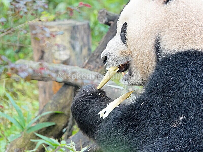 CHINA__0049 - China 2019