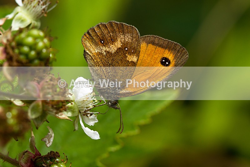 20130727-_MG_5186 - Butterflies & Moths