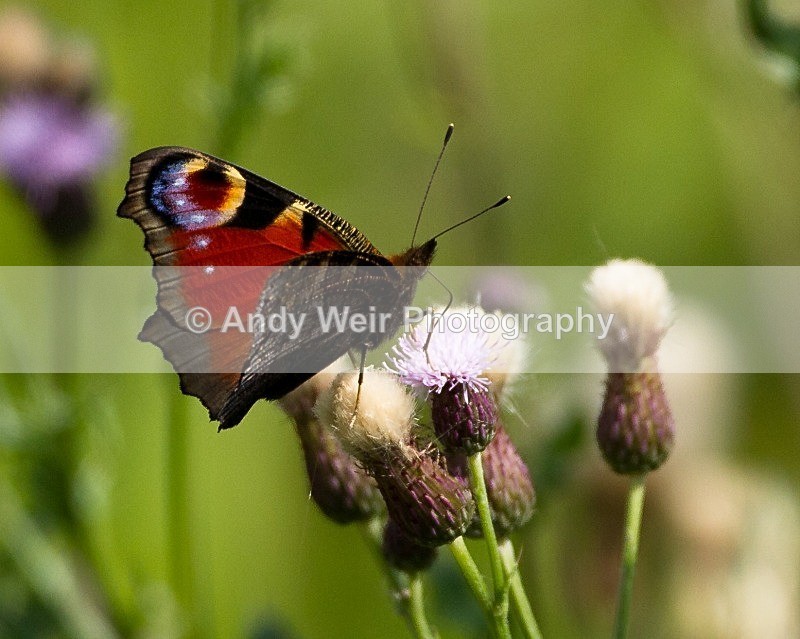 20110730-_MG_6365 - Butterflies & Moths