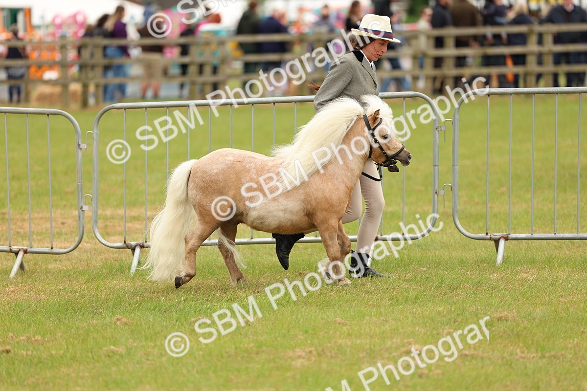 SBM_04460 - Class 64-67 - Shetland Pony In Hand