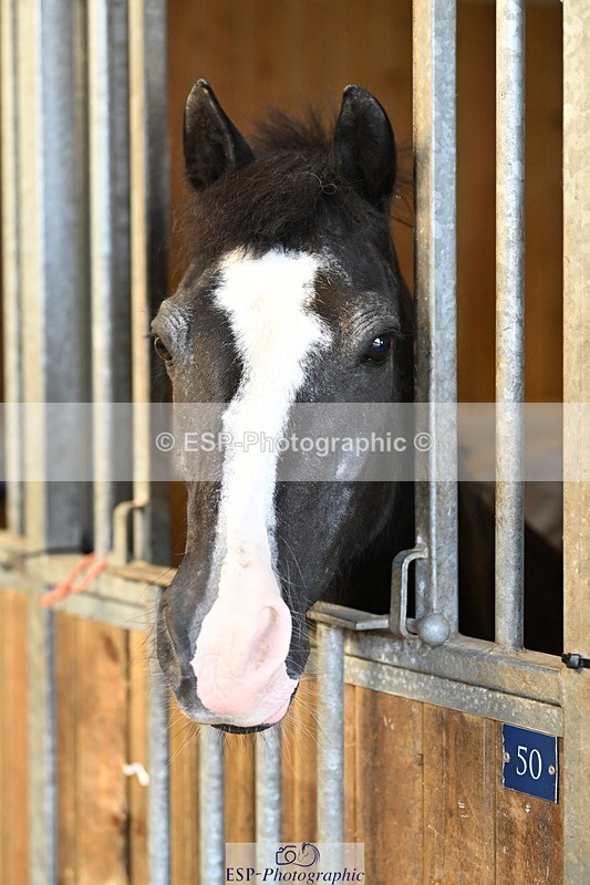 240809A-084841-00018 - Stable Shots