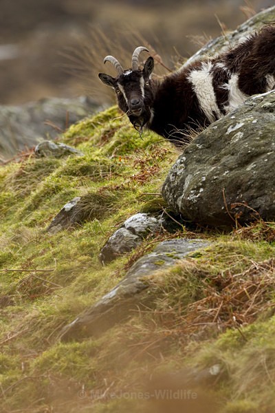 WELSH MOUNTAON GOATS - MOUNTAIN GOATS (WELSH)