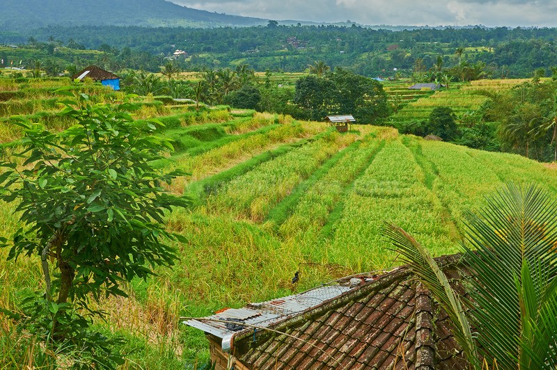 0625_82 - Bali