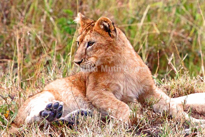 IMG_2182 Maasai Mara - Lions