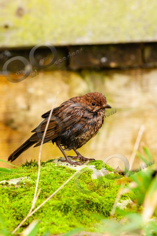Blackbird Turdus merula-4115 - UK birds