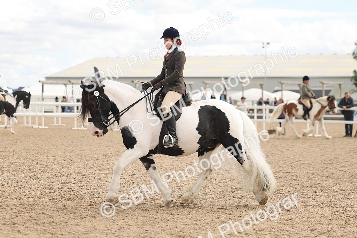 SBM_14757 - Class 308 - Ridden Coloured Horse