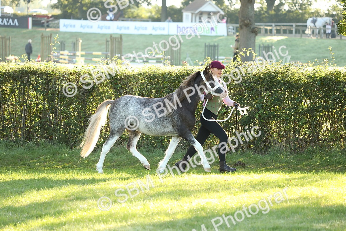 SBM_57939 - S42 - Youngstock