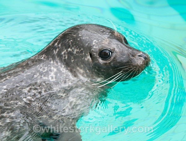 Seal - Wildlife and Animals