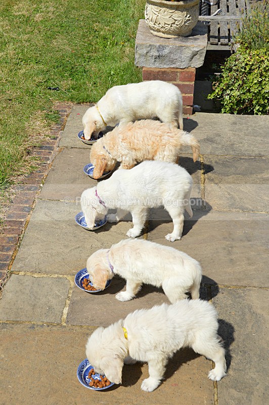  - Golden Retrievers