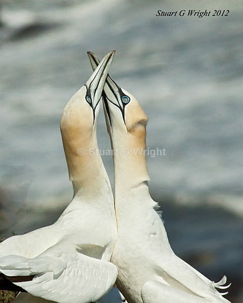 130 - Sea Birds