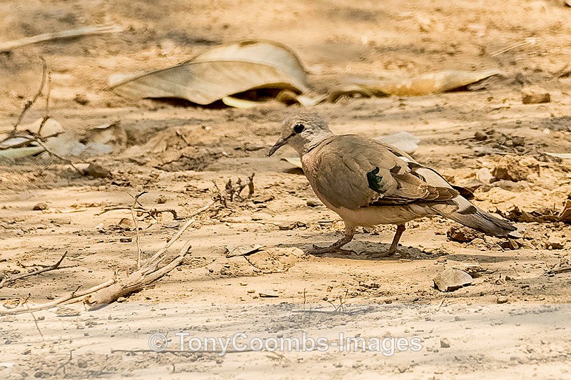 Emerald-spotted Dove - Mana Pools ~ The Birds