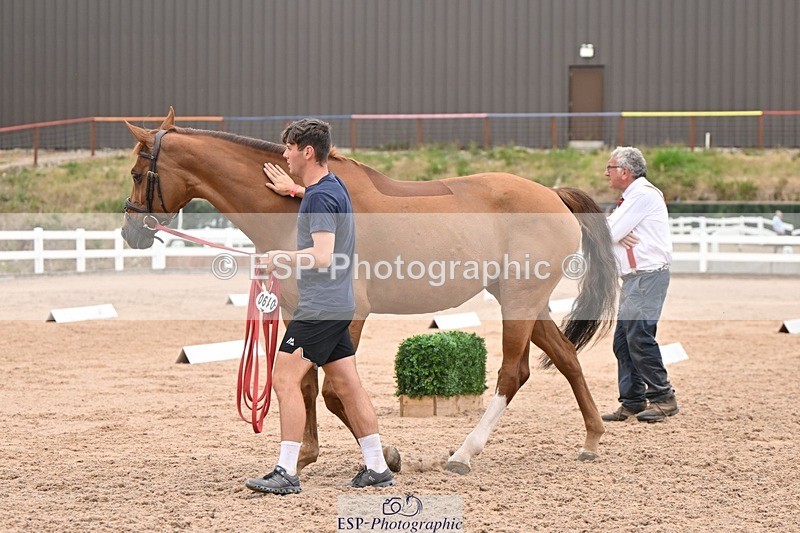 250716-160544-02406 - Trot Up 3.30 to 4.30