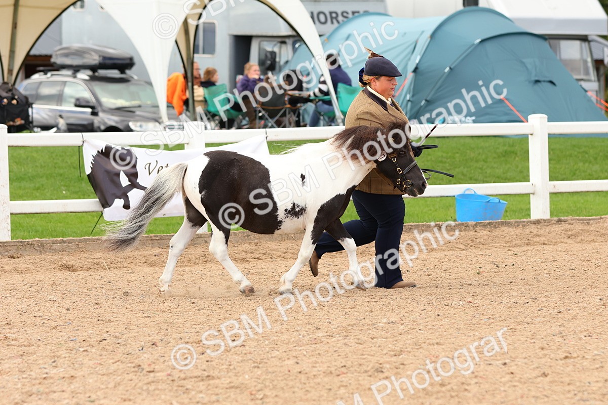 SBM_10286 - Class 206 - IH Non Show Type Pony