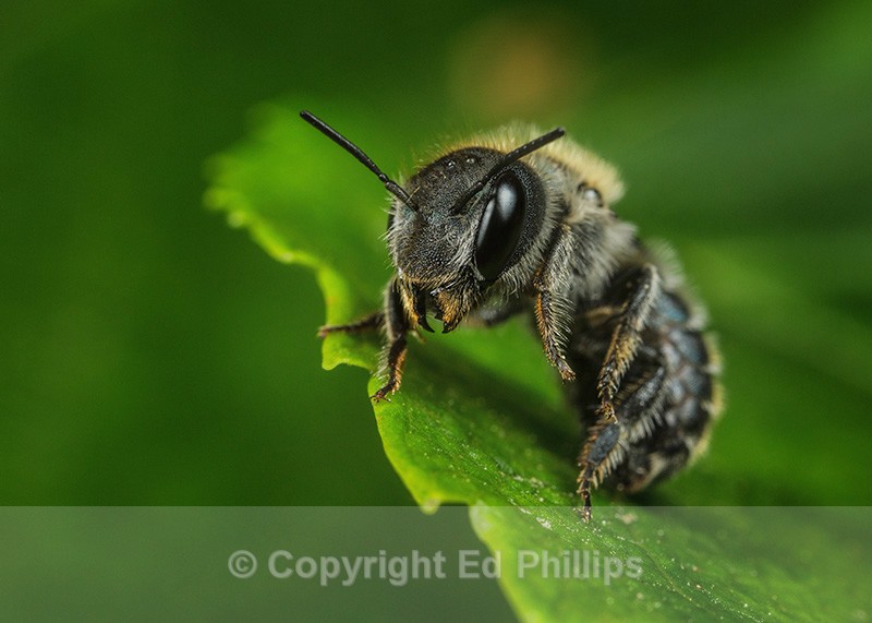 Osmia caerulescens (f) - Osmia caerulescens