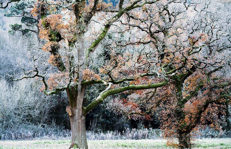 Siamese trees in the frost