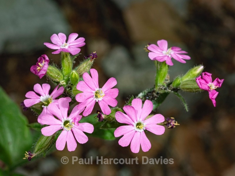 Red campion (Silene dioica) - Wild Flowers 2020