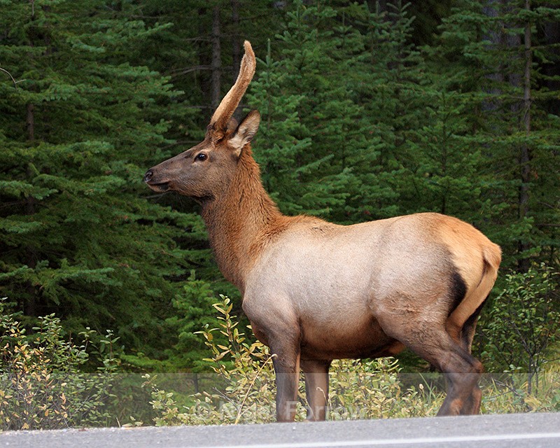 North American Elk, Banff, Canada - Deer