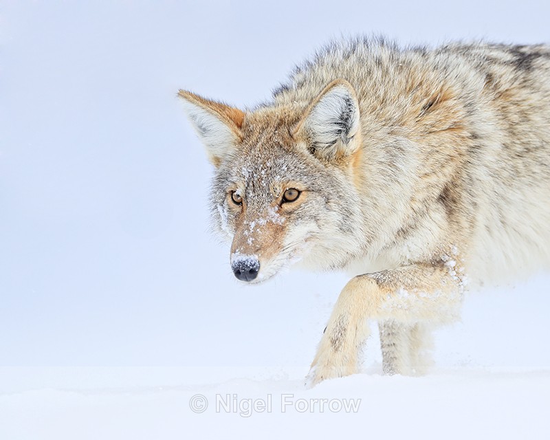 Coyote creeps forward cautiously, Hayden Valley, Yellowstone - Coyote